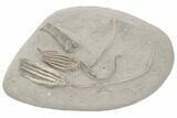Fossil Crinoid Plate (Three Species) - Crawfordsville, Indiana #197523-1